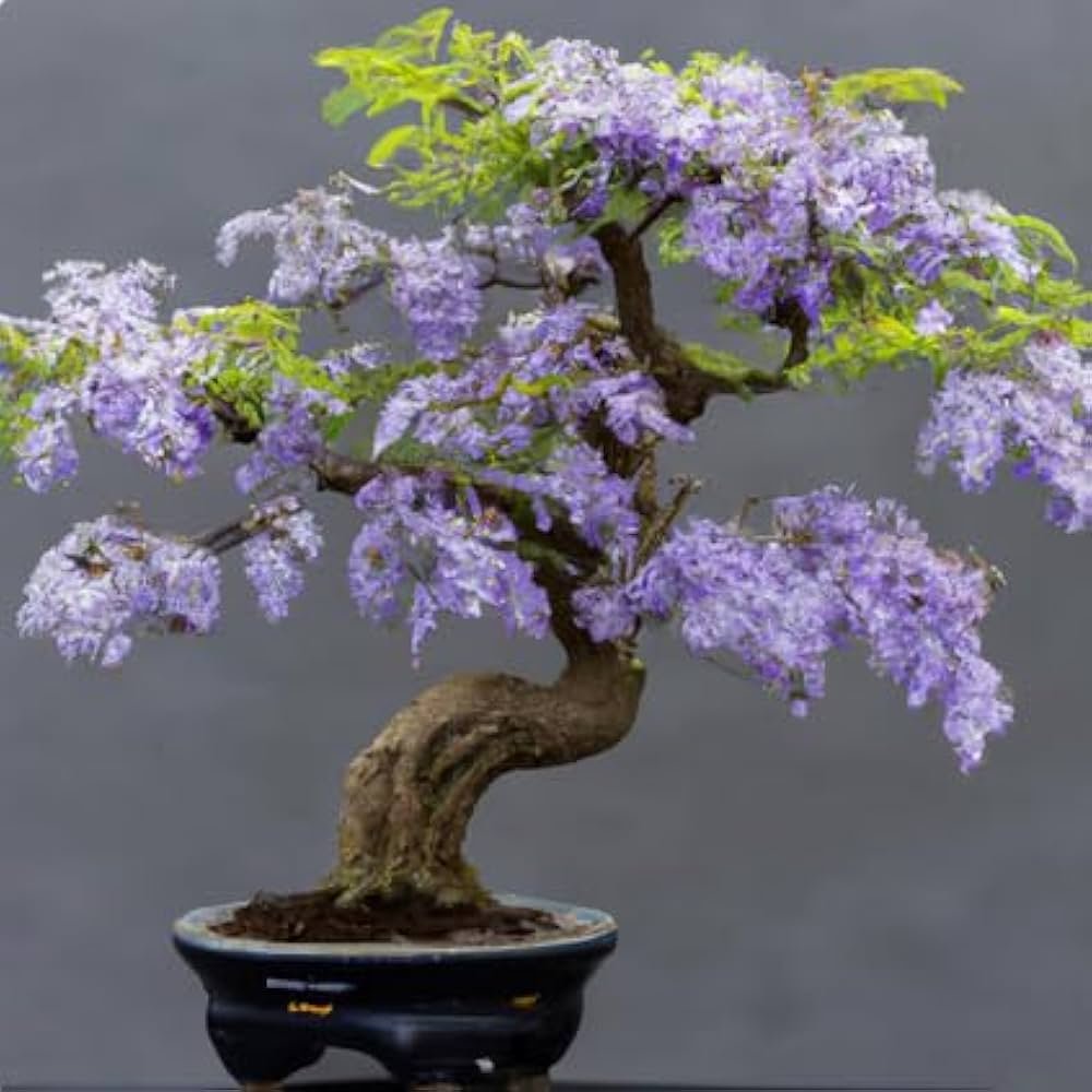 Jacaranda